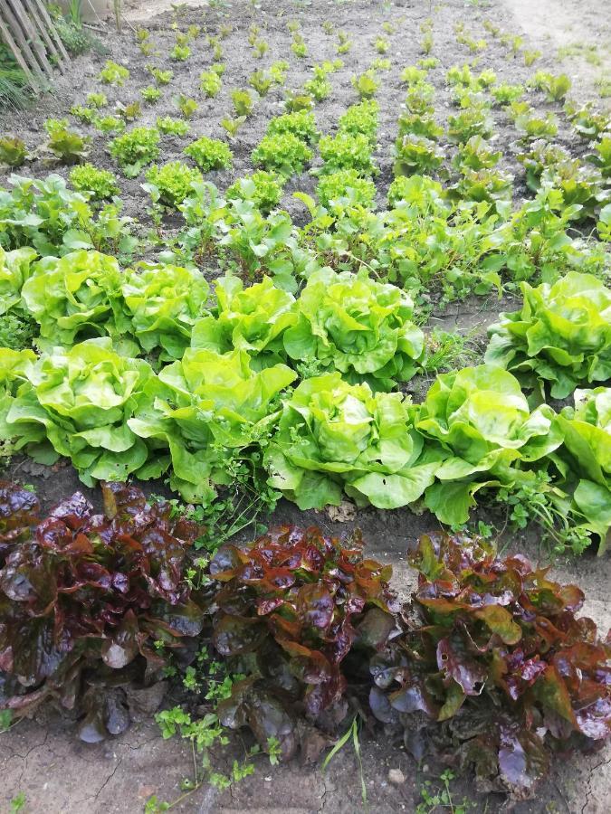 Hotel Restaurant Rose Des Pyrenees Belvianes-et-Cavirac Eksteriør billede